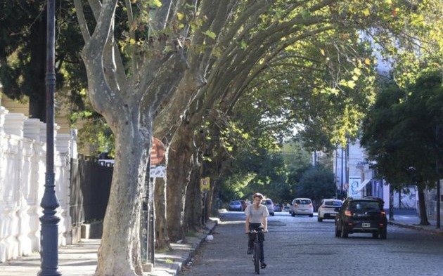Necesidad de mantener en un buen estado el arbolado público de la Ciudad