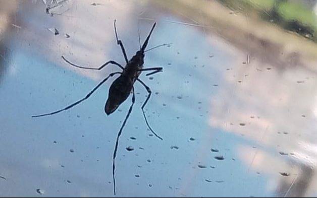 Piden el descacharreo en las viviendas tras las lluvias del fin de semana