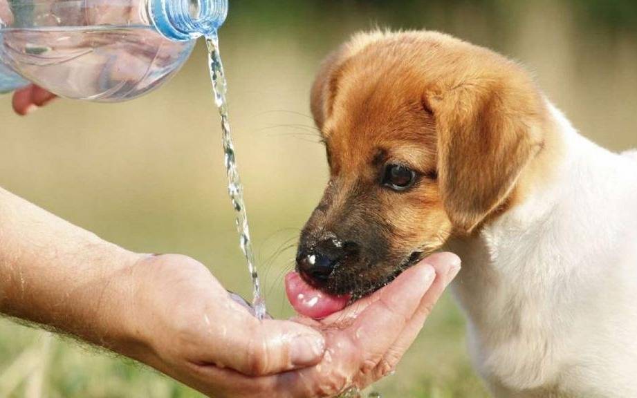 Volvió el calor y para las mascotas también puede ser muy peligroso