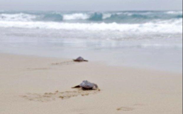 Tortugas usan el campo magnético como un mapa