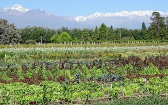 Los productores agrícolas afinan el lápiz para cuidar la rentabilidad