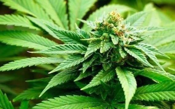 Petro pide al Congreso legalizar la marihuana