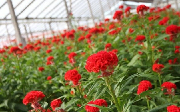 El crecimiento del sector productivo de flores de la Región