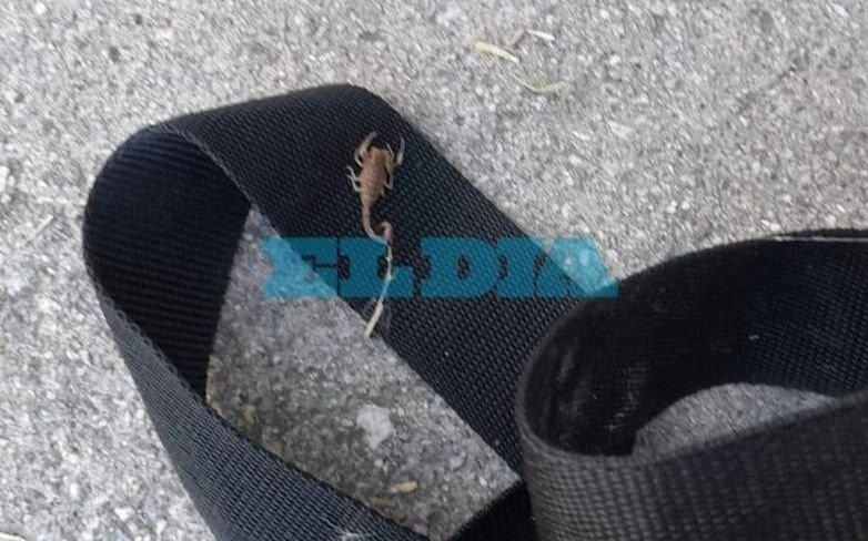 Alerta en una secundaria de Tolosa por los alacranes
