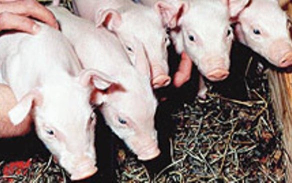 Usan un hígado de cerdo en una terapia similar a la diálisis