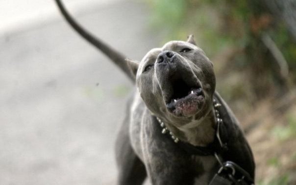 Perros sueltos y sin control en la vía pública de la Región