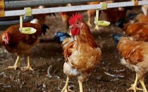 Brasil suspende venta de pollos a Argentina
