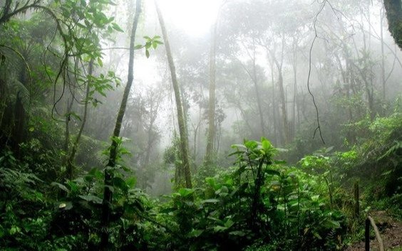 La destrucción de bosques tropicales fue récord en 2024