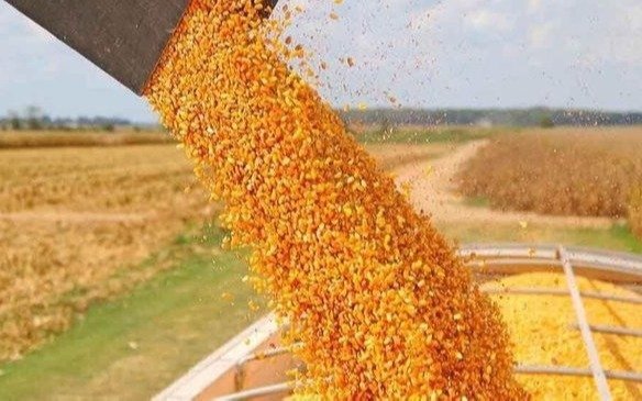 Cosecha gruesa en pausa por los excesos hídricos