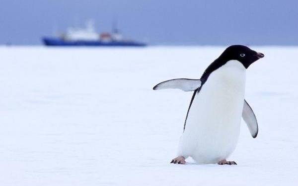 La población de pingüinos cae más rápido de lo esperado