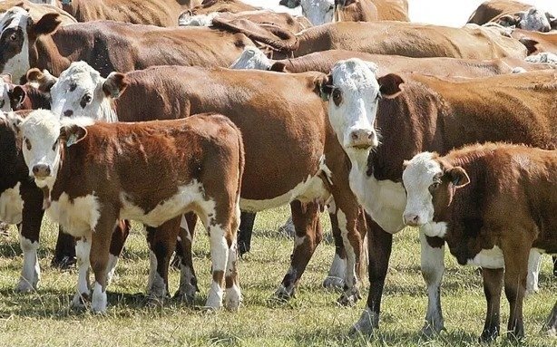 La ganadería pisa muy fuerte en Tres Arroyos