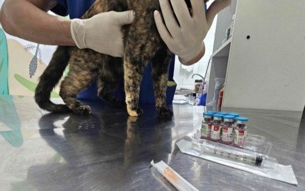 Jornadas gratuitas de vacunación antirrábica y castración en Tolosa