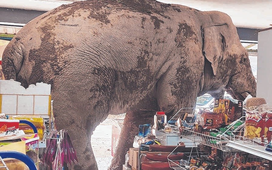 Un elefante salvaje y hambriento asaltó una tienda en busca de comida