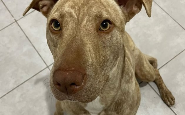 Crean una pastilla para alargar la vida de los perros