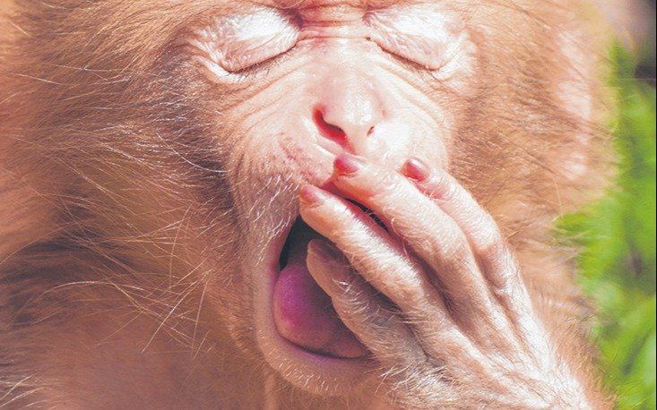 Los chimpancés se contagian de los bostezos de los androides