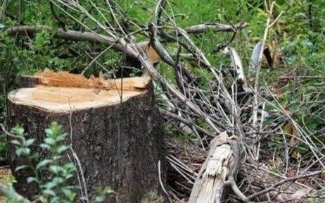 Denuncian talas en zona protegida por una decisión judicial