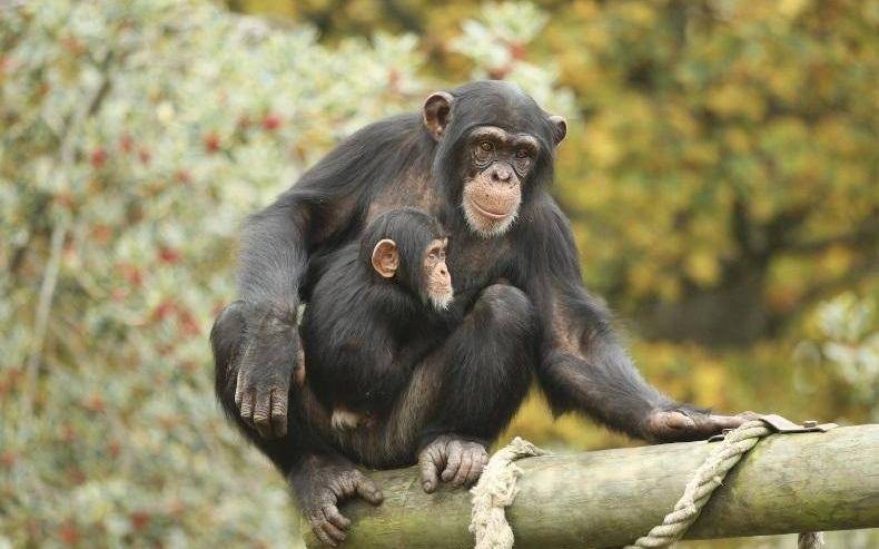 La risa convierte a los bonobos en optimistas