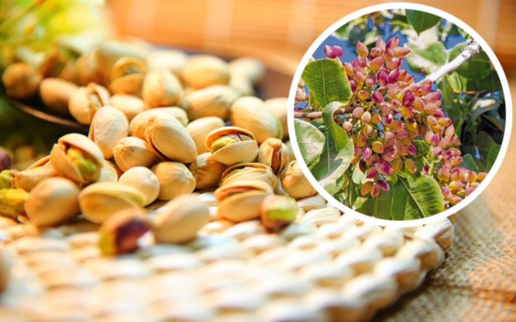 El Pistacho: una tendencia gourmet que conquista a la Argentina y el mundo