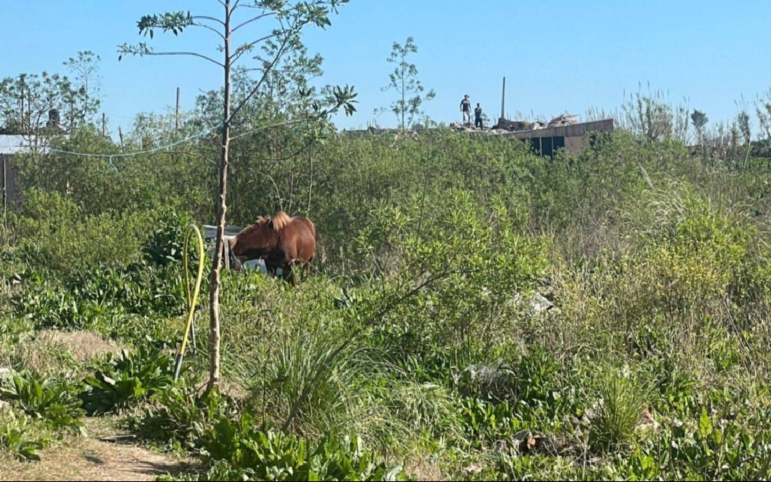 Un nene está grave tras ser pateado por un caballo