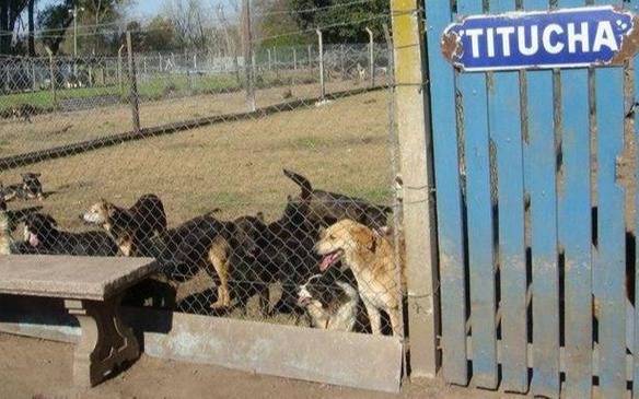 Piden donación de alimentos para el refugio “Titucha”