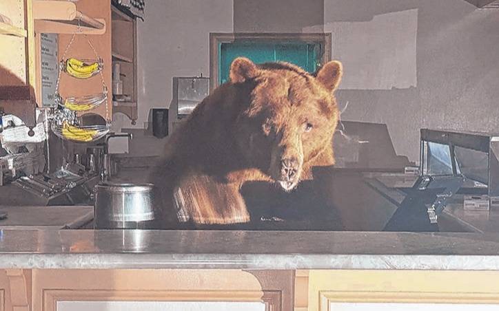 El oso que quería “despachar” helados