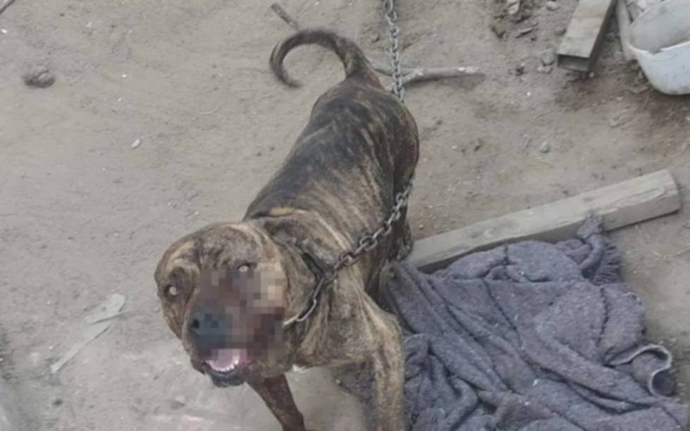 Perdió parte de un dedo por un ataque de un pitbull en Los Hornos