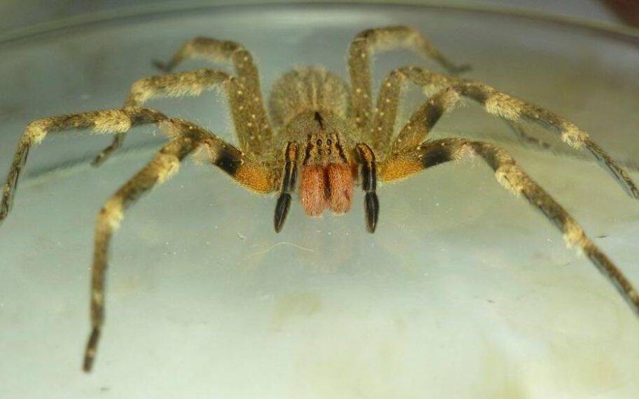 Qué se sabe de la araña de los bananos, que puso a la Región en guardia
