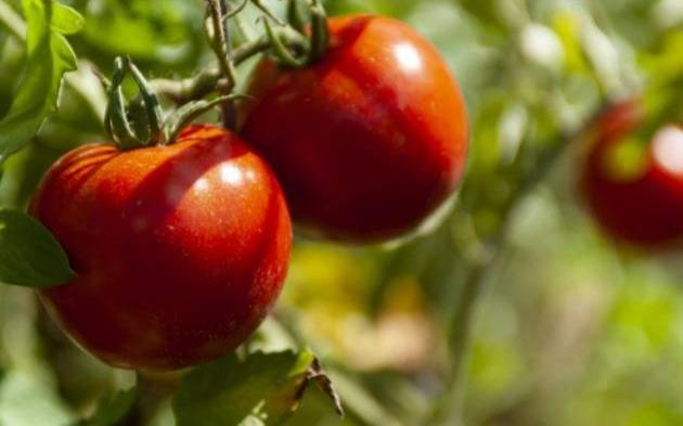 Tomate al frente, el cultivo estrella de La Plata: los números del fenómeno