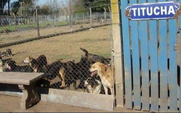 Piden donación de alimentos y de dinero para el refugio “Titucha”