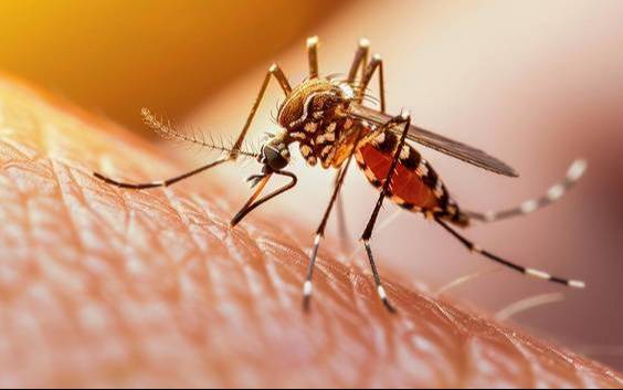 Buscan evitar casos de dengue en la Ciudad