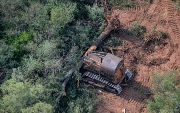 La deforestación de la Amazonía se redujo 11%