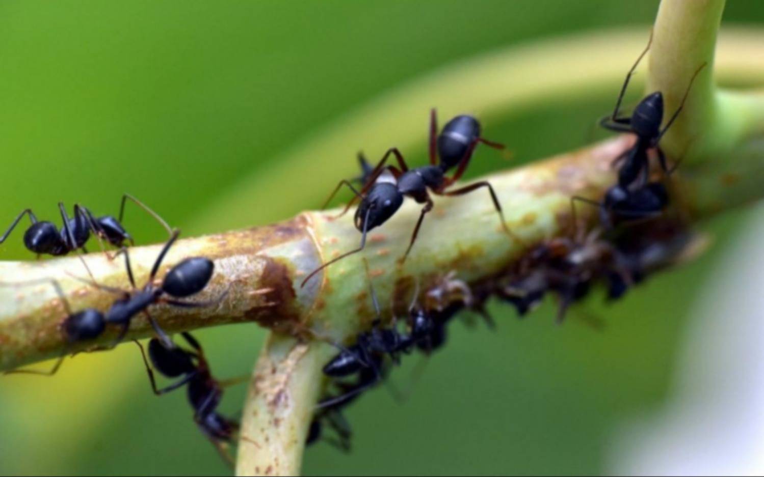 Las “hormigas argentinas” conquistan territorios impensados