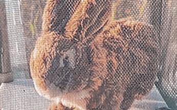 Cuando la Pitón corre la coneja