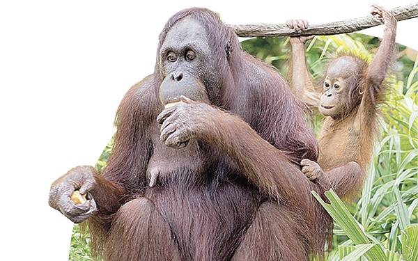 Orangutanes, ¿por qué comen mucha fruta?