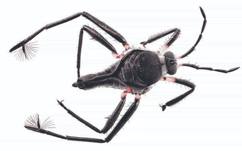 Rhagobot: el robot acuático imita la agilidad del insecto Rhagovelia