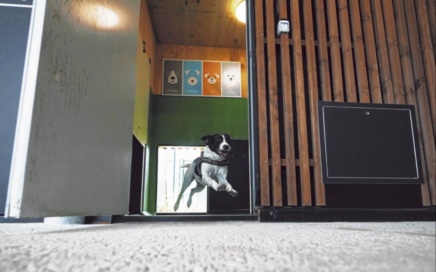 Hotel para perros en el aeropuerto de Roma