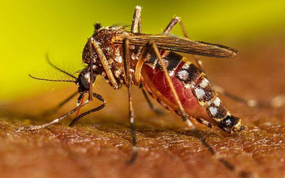 Dengue: piden tareas de descacharrado en las viviendas tras las lluvias