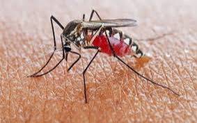 Dengue: entregaron repelentes en la plaza España de 7 y 66