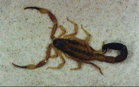 El calor vuelve activar la aparición de alacranes y está vez tocó en San Carlos