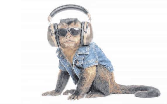 ¡A mover las caderas! Los monos tienen buen ritmo musical