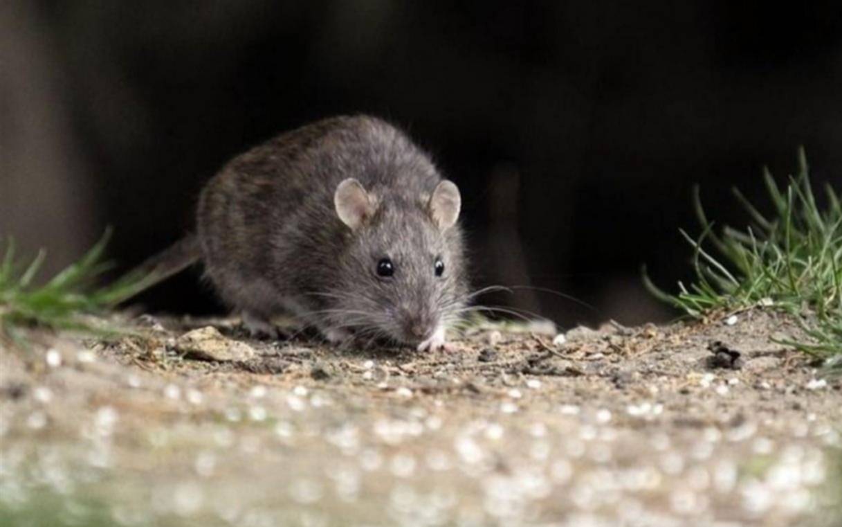 Inquietud por casos de hantavirus en el territorio bonaerense
