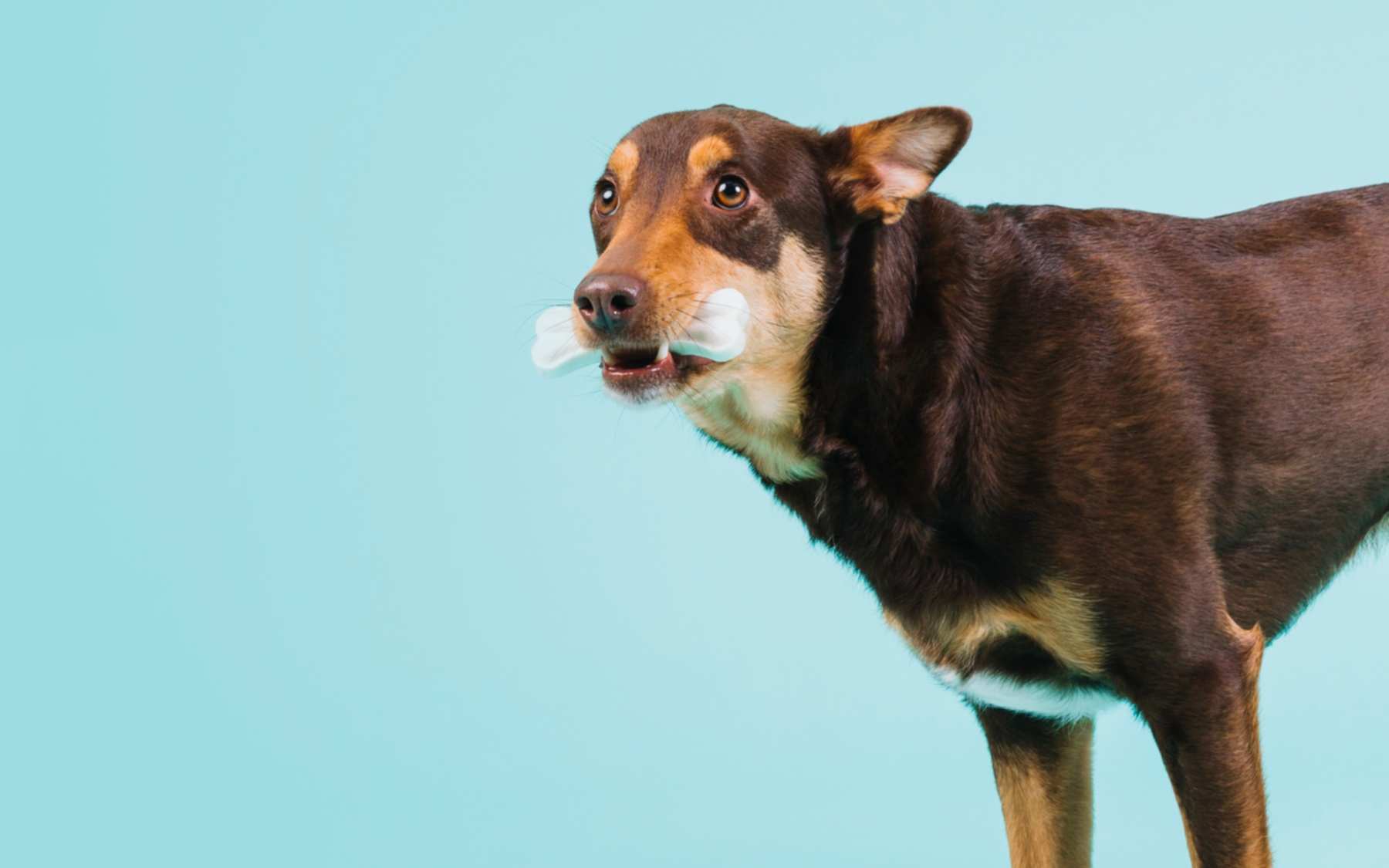 Los perros, para siempre: hábitos y conductas para una vida sana y longeva