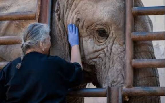 Murió Kenya, la última elefanta cautiva de la Argentina