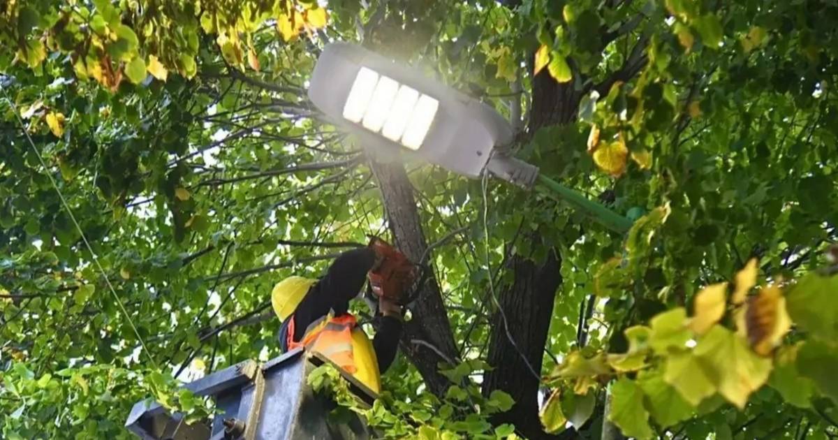 Cortes de calle por tareas de poda en el Centro | El Dia