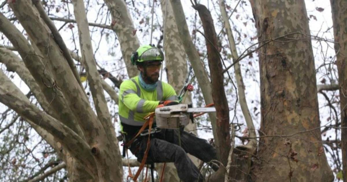 La poda, en temporada: lo que se recomienda y lo que exige el árbol de la vereda | El Dia