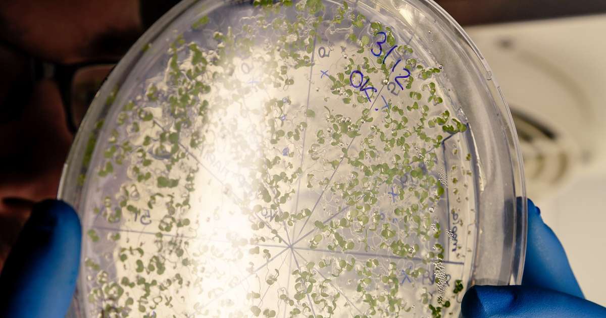 El órgano olvidado: cómo influye la microbioma en la tercera edad | El Dia