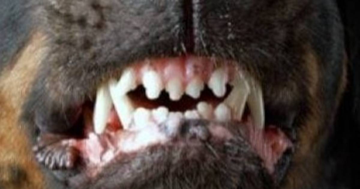 Un perro atacó a dos docentes y a un auxiliar en una escuela de Abasto | El Dia