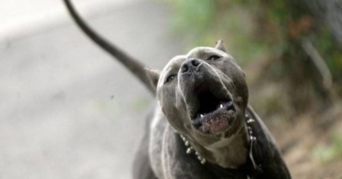 En City Bell un perro mordió a una mujer y no sería su primer ataque | El Dia