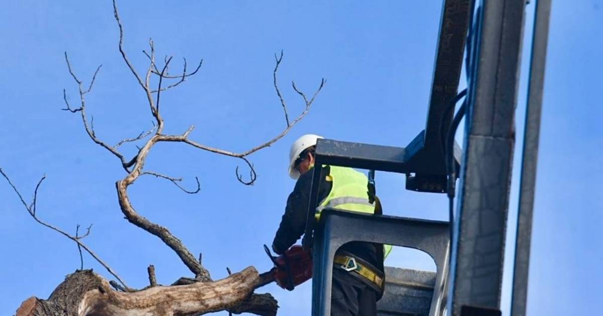 Desvío de tránsito por operativo de poda en la zona de 61 entre 12 y 13 | El Dia