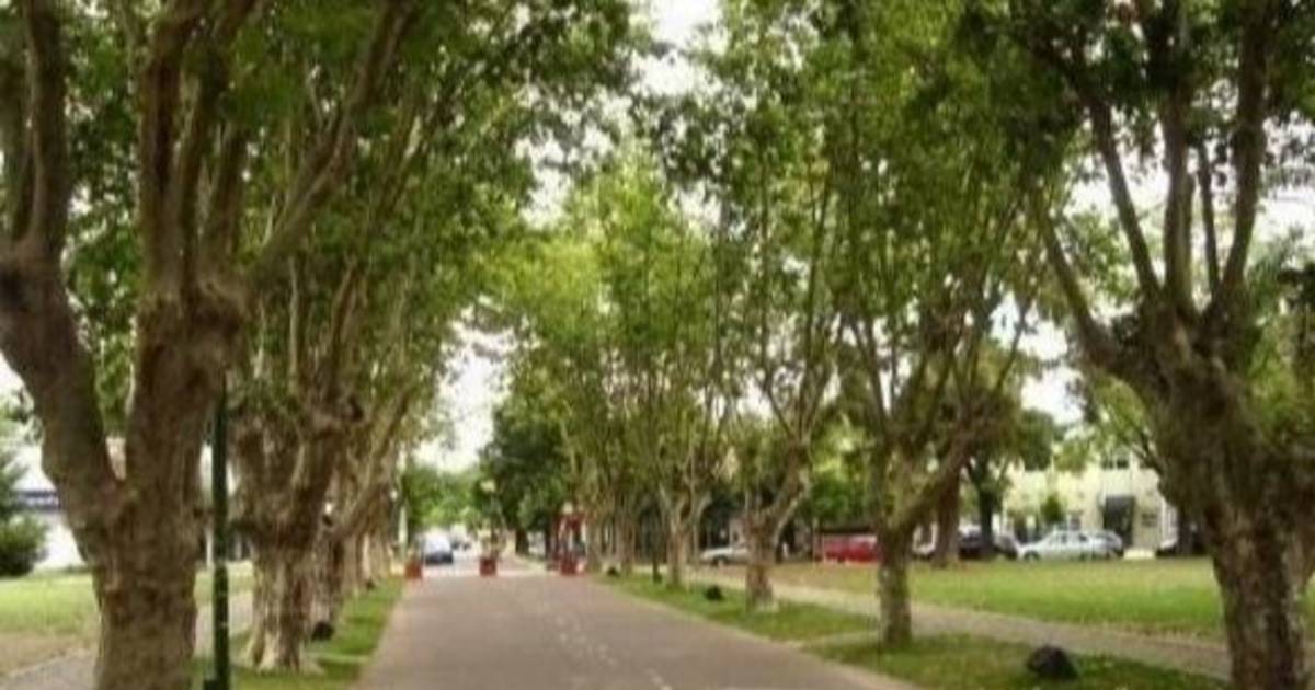 Preocupación vecinal por el arbolado público | El Dia